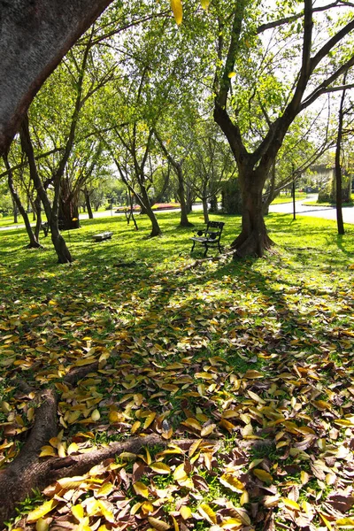 Bäume Und Blätter Park — Stockfoto