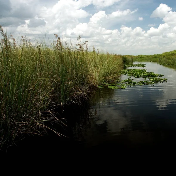 Everglade Scencis Flórida Eua — Fotografia de Stock