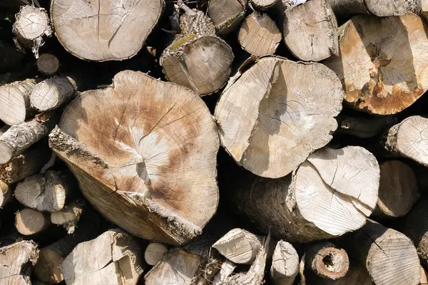 Picture Stacked Chopped Tree Trunks — Stock Photo, Image