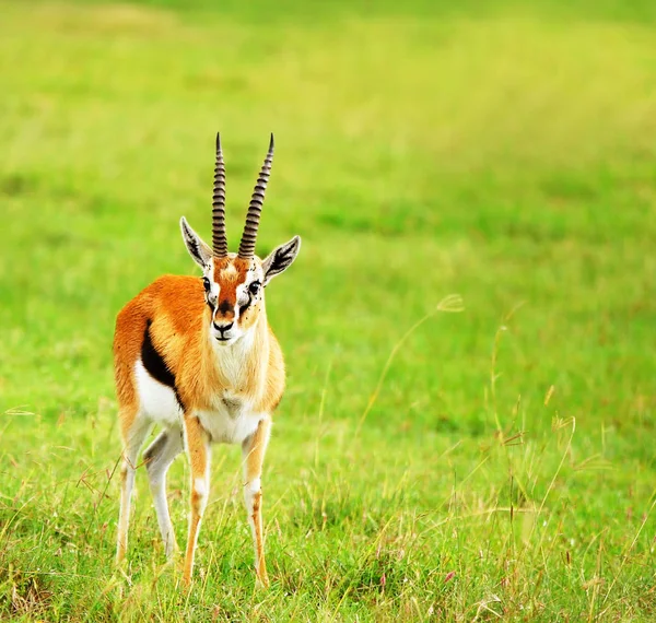 Retrato Antílope África Quênia Parque Nacional Samburu — Fotografia de Stock