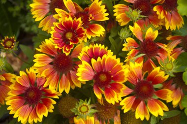 The Coreopsis Species in Red and Yellow in the European Summer clipart