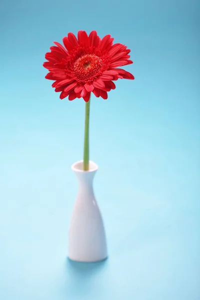 Červená Gerbera Izolované Nad Modrá Váza — Stock fotografie