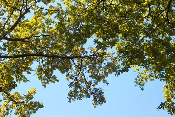 Природа Зелене Листя Тлі Блакитного Неба — стокове фото