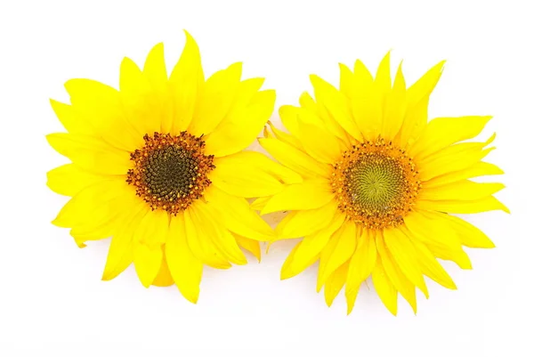 Primer Plano Hermosos Girasoles — Foto de Stock