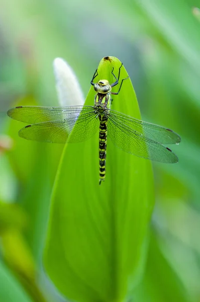 Damselfly Cola Azul Sobre Fondo Borroso Francia — Foto de Stock