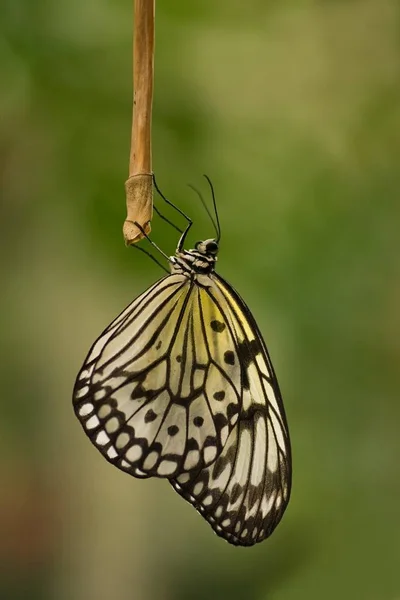 Papír Kite Vagy Sunburst Rice Paper Butterfly Pihenő Éjszakára — Stock Fotó