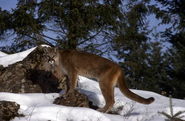 Adult Mountain Lion Helansikte Kropp Profil — Stockfoto