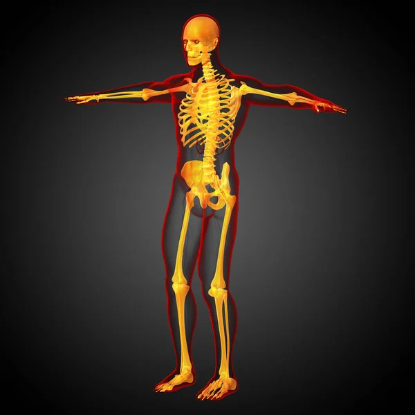 Καθιστούν Ιατρική Απεικόνιση Του Οστού Σκελετός Πλάγια Όψη — Φωτογραφία Αρχείου