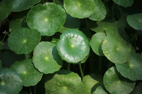 Primer Plano Del Árbol Gotu Kola Pennywort Asiático Pennywort Indio — Foto de Stock