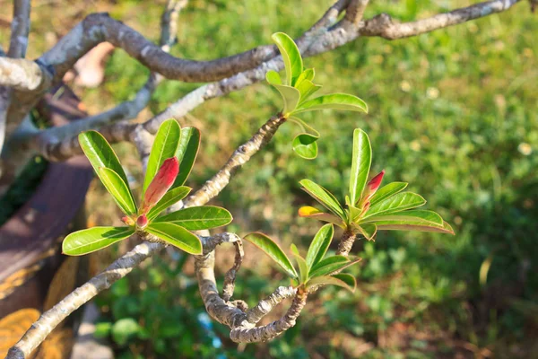 Champaka Tuin Van Thailand — Stockfoto