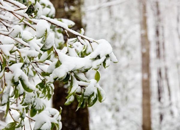 Neve Copre Foglie Verdi Rododendro Inverno Nella Foresta — Foto Stock