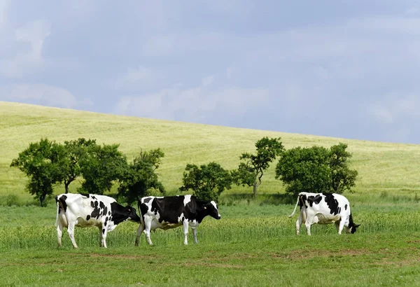 Корови Лузі — стокове фото