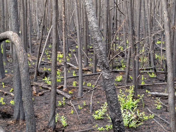 Meses Após Incêndio Florestal Novo Verde Está Brotando Entre Troncos — Fotografia de Stock