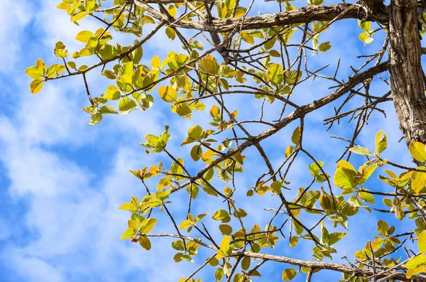 Дерево Небо Сільській Місцевості Або Зеленій Природі — стокове фото