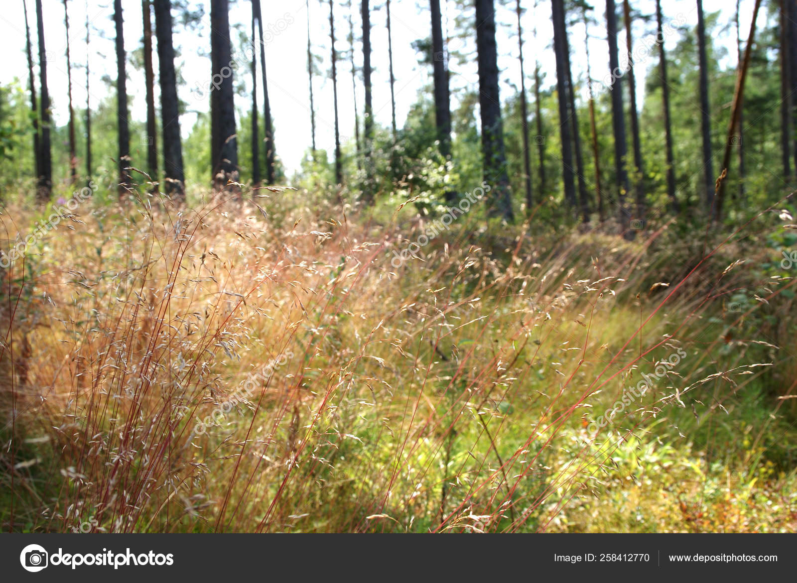 Backlight Tree Trunks Wavy Hair Grass Deschampsia Flexuosa Stock