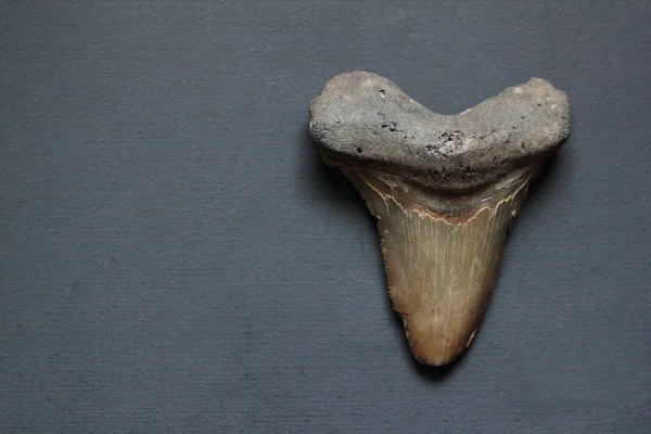 Megalodon Sharl Fossile Del Dente Dal Centro Destra — Foto Stock