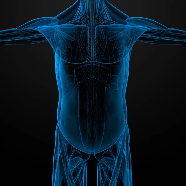 Renderizar Ilustração Músculo Masculino Visão Frontal — Fotografia de Stock