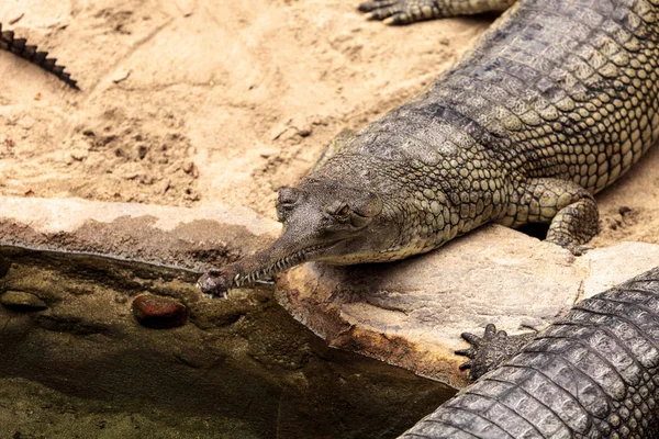 Gharial São Encontrados Índia Nepal São Cientificamente Conhecidos Como Gavialis — Fotografia de Stock