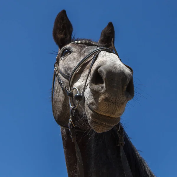 Caballo Sonriente Con Ojos Oscuros Orejas Grandes —  Fotos de Stock