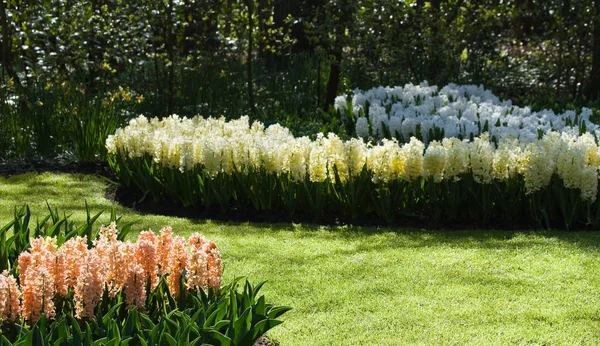 Πολύχρωμα Ζουμπούλια Παστέλ Χρώματα Στον Κήπο Την Άνοιξη — Φωτογραφία Αρχείου
