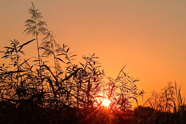 Sagome Delle Canne Alone Intorno Sole All Alba Preannunciano Maltempo — Foto Stock