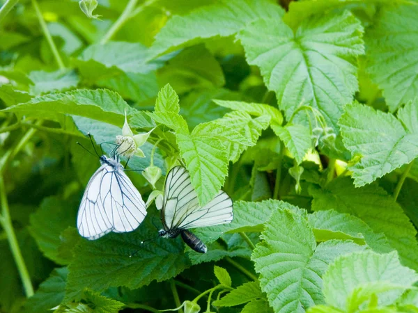 ラズベリーの茂みに蝶のイメージ — ストック写真