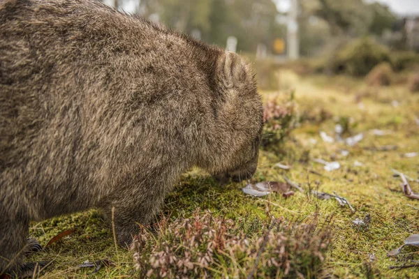 Μεγάλο Αξιολάτρευτο Wombat Κατά Διάρκεια Της Ημέρας Αναζητούν Χλόη Για — Φωτογραφία Αρχείου
