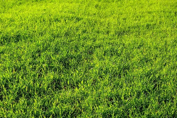 Lindo Gramado Verde Recém Cortado — Fotografia de Stock
