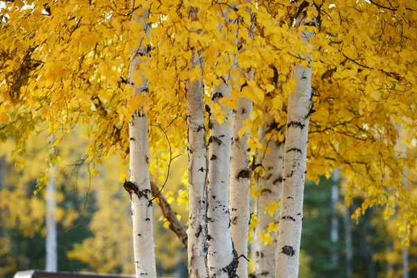 Herbst Farbe Der Espe Baum Alaska — Stockfoto