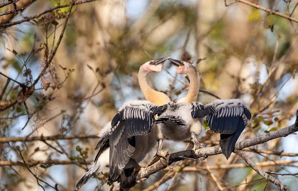 ナポリ フロリダ州のコーク スクリュー スワンプ自然保護区で巣の近くアンヒンガ ヘビウと Snakebird のスパーと呼ばれる つの少年アンヒンガ鳥 — ストック写真