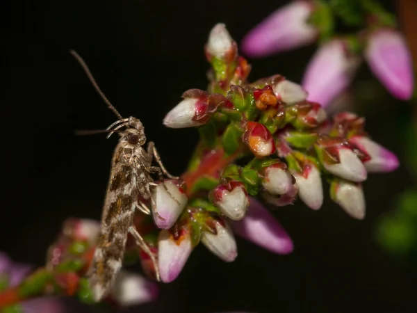 Macro Noite Tiro Uma Mariposa Muito Pequena Como Inseto Descansando — Fotografia de Stock