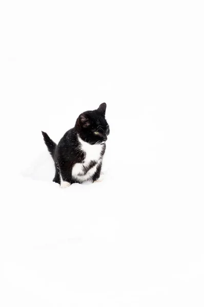 Εξωτερική Μαύρη Γάτα Στο Χιόνι — Φωτογραφία Αρχείου
