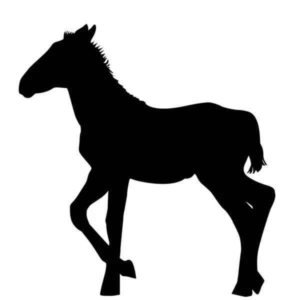 Foal Silhouette Sfondo Bianco — Foto Stock