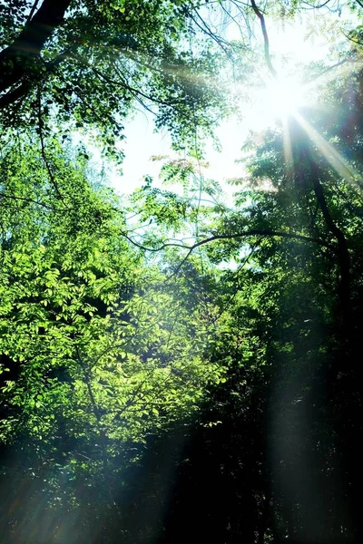 Bild Sommar Skogen — Stockfoto