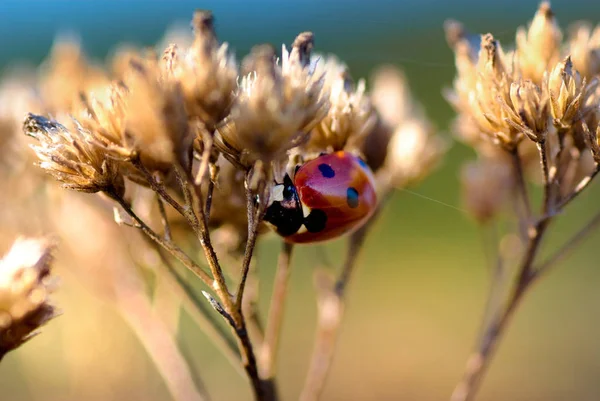 Närbild Shot Ladybird Bug — Stockfoto