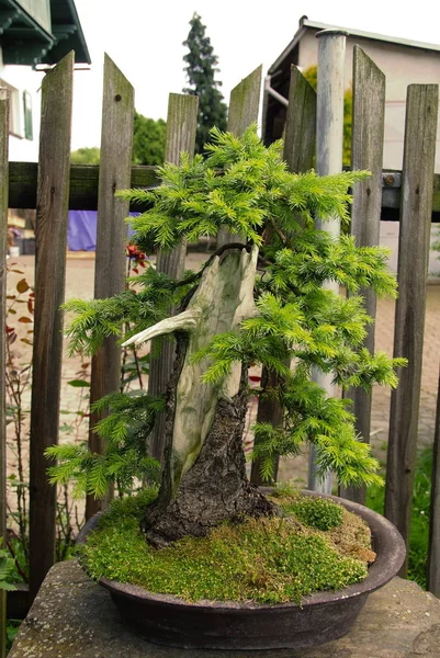 Bonsai Fák Még Mindig Élet Miniatúrák Egy Békés Japán Kertben — Stock Fotó