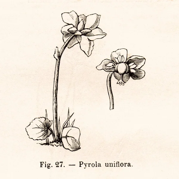 Italia Circa 1891 Ilustración Flores Vintage Pyrola Uniflora Alrededor 1891 — Foto de Stock