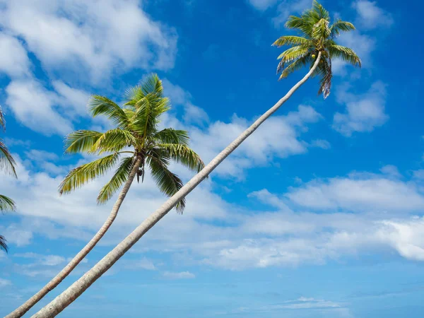 Tropica Παραλία Φοίνικες Cocononuts Ένα Νησί Της Καραϊβικής — Φωτογραφία Αρχείου