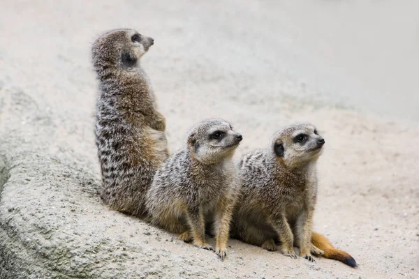 Grupo Tres Suricatas Mirando Algo Cielo — Foto de Stock