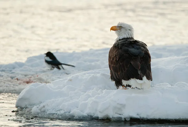 Bald Eaglee Ice Floe Eats Salmon Nearby Magpie — Stock Photo, Image