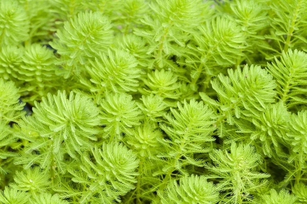 Myriophyllum Watermilfoil Plantas Aquáticas Água Doce — Fotografia de Stock