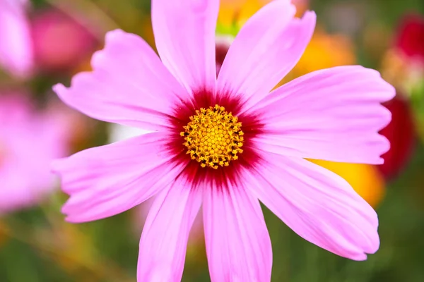 Alan Yumuşak Odak Çiçek Açan Renkli Cosmos Çiçek — Stok fotoğraf