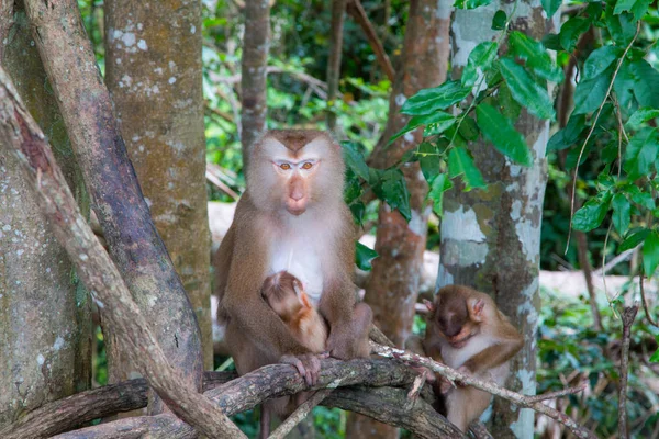 Bir Ağaç Şube Üzerinde Oynayan Maymunlar — Stok fotoğraf