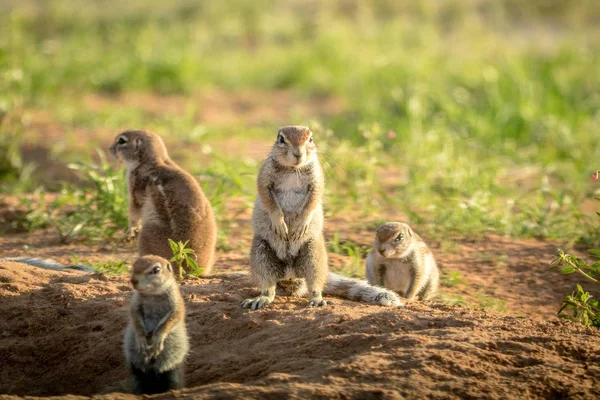 Kelompok Tupai Tanah Pasir Kalagadi Transfrontier Park Afrika Selatan — Stok Foto