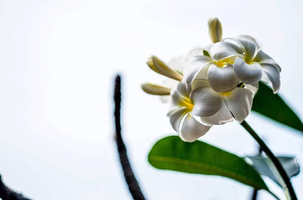 Çiçek Açması Beyaz Frangipani Çiçek — Stok fotoğraf