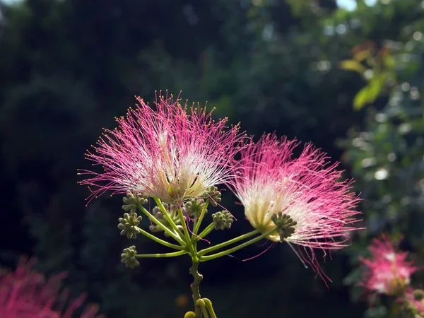 Flor Del Árbol Seda Persa Albizia Julibrissin —  Fotos de Stock