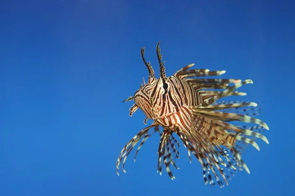 Mooie Tropische Kleine Vissen Een Zeeaquarium — Stockfoto