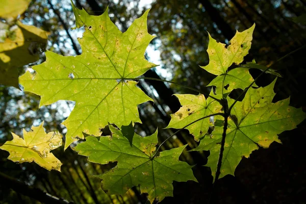 Листя Лісі — стокове фото