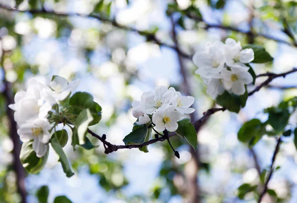 Весенний Яблочный Цвет Крупным Планом — стоковое фото