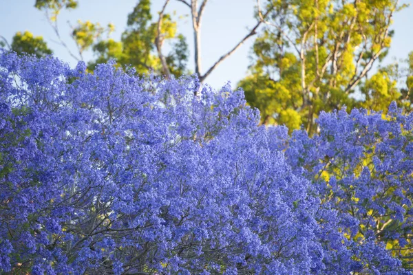 Barevné Jacaranda Strom Květu Brisbane Queensland — Stock fotografie